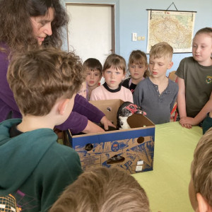 Kachny a želvy v hlavní roli